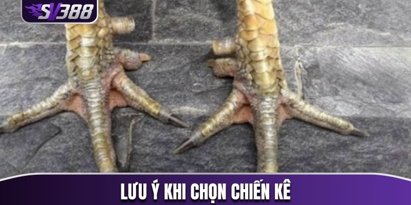 Lưu ý khi lựa chọn chiến kê chất lượng