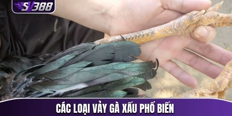 Nhận biết các loại vảy gà xấu