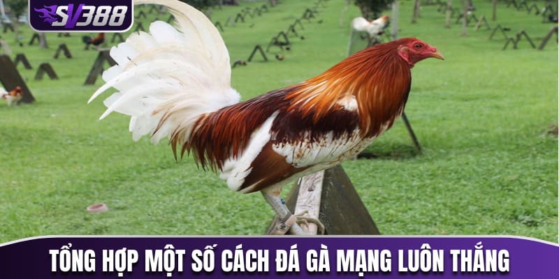 Tổng hợp một vài cách đá gà mạng luôn thắng