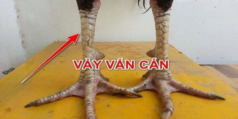 Tìm hiểu thông tin chung về vảy gà vấn cán