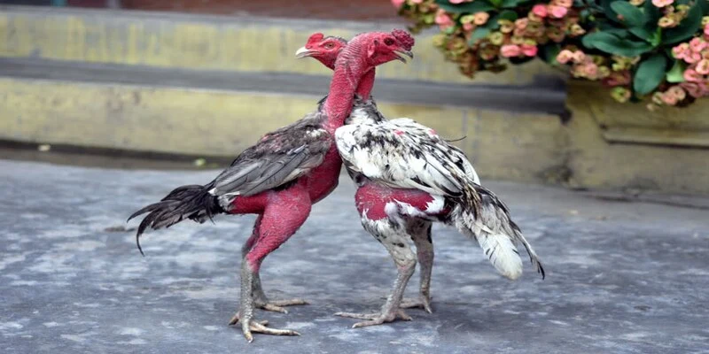 Cách nuôi gà chọi tăng cân thông qua luyện tập